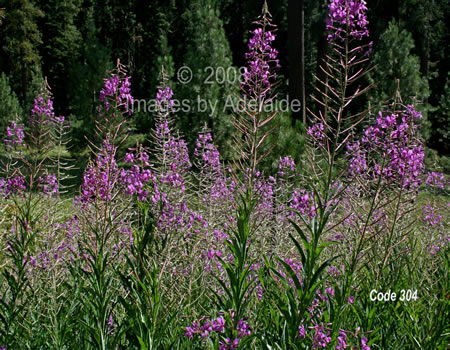 Fireweed